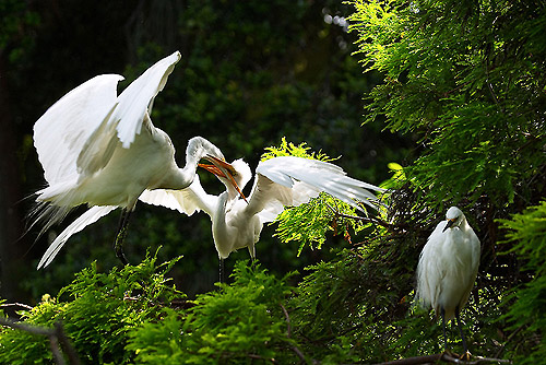 Egrets embracing. 